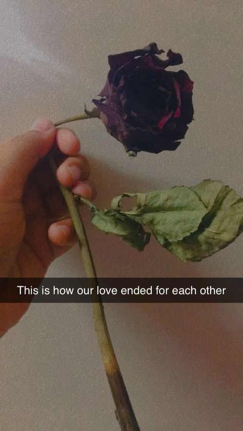 Pics With Roses Aesthetic, Heart Break Snap Ideas, Red Roses Snapchat, Rose Flower Quotes Short Beautiful, Rose Day Aesthetic, Quotes About Flowers And Love Romantic, Rose Snaps Snapchat, Rose Pics Flowers, Snapchat Flowers Pics