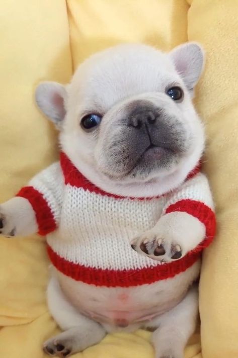 Cute Bulldog Puppies, Super Cute Puppies, Very Cute Dogs, Really Cute Dogs, Baby Animals Pictures, Cute Puppy Videos, French Bulldog Puppies, Silly Animals