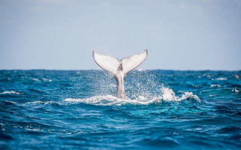 This Dominican Republic Adventure Cruise Lets You Swim with Humpback Whales Scary Roller Coasters, Best Roller Coasters, Eco Lodges, Baby Whale, Cruise Excursions, Snorkeling Gear, A Whale, Humpback Whale, Vacation Pictures