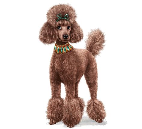 50 Poodle Haircuts You'll Definitely Love - HairstyleCamp Miniature Poodle Haircuts, Standard Poodle Cuts, Poodle Puppy Cut, Hair Cut Styles, Standard Poodle Haircuts, Poodle Haircuts, Poodle Haircut Styles, Miniature Poodle Puppy, Sheepadoodle Puppy