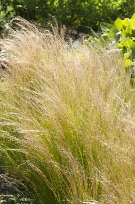 Stipa tenuissima Stipa Ichu, Stipa Pennata, Nassella Tenuissima, Cheyne Walk, Stipa Tenuissima, Hampton Court Palace Gardens, Biodiversity Conservation, Palace Garden, Hampton Court Palace