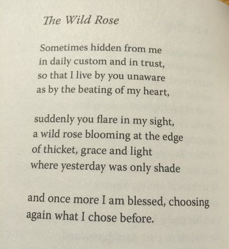 Rose Poems, Wendell Berry, Rose Quotes, Blooming Rose, Wild Rose, Wild Roses, The Wild, Google Images, Berry