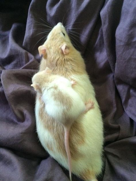 Rat Laying Down, Rattus Rattus, Brown Rat, White Rat, Dumbo Rat, Baby Rats, Funny Rats, Fancy Rat, Cute Rats