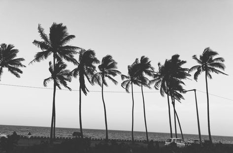 Black And White Palm Tree Wallpaper, Black And White Wallpaper Desktop, Laptop Wallpaper Black And White, Desktop Wallpaper Black And White, Tree Desktop Wallpaper, Palm Trees Wallpaper, Phone Lockscreen, Black And White Wallpaper, Laptop Wallpaper