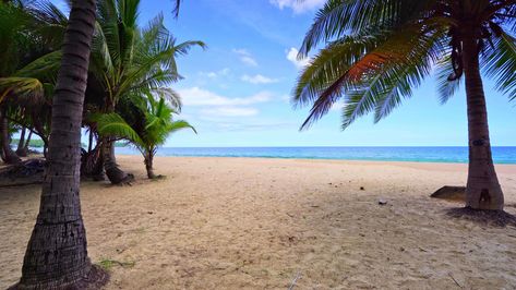 Beach summer vacations concept background Nature frame of coconut palm trees on the beach sand Beautiful sea beach landscape background Beach Backgrounds For Editing, Beautiful Sea Beach, Beach Backgrounds, Nature Frame, Concept Background, Background Nature, Coconut Palm Tree, Coffee Cup Design, Beach Background