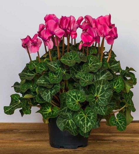 Cyclamen Plant: How to Grow and Care for Cyclamen Plants Cyclamen Care, Potted Plants Patio, Indoor Flowering Plants, Tanaman Pot, Making Plant Pots, Plant Care Houseplant, Flower Pot Design, Indoor Plant Care, Garden Bulbs