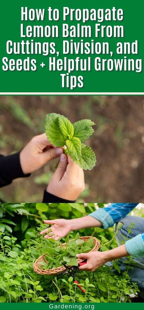 How to Propagate Lemon Balm From Cuttings, Division, and Seeds + Helpful Growing Tips How To Grow Lemon Balm, Growing Lemon Balm, Lemon Balm Plant, How To Grow Lemon, Diy Compost, Rooting Hormone, Bee Balm, Plant Diseases, Growing Tips