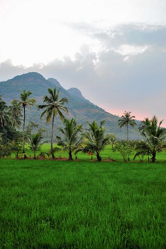 keralam | Flickr - Photo Sharing! Agriculture Photography, Kerala Travel, Foto Langka, Village Photography, Image Nature, Landscape Photography Nature, Dslr Background Images, Picsart Background, Beautiful Places Nature