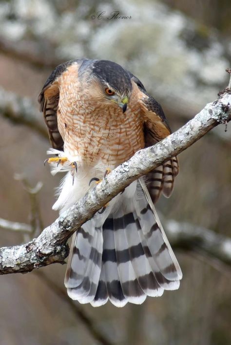 Coopers Hawk. Photography: Cindy Fleenor Cooper Hawk, Hawk Photography, Desert Mural, Coopers Hawk, Sharp Shinned Hawk, Hawk Bird, Cooper's Hawk, Food Chain, Bird Pictures