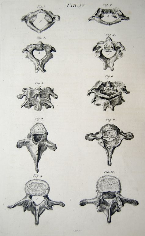 true vertebrae | Plate 18 showing the true vertebrae from An… | Flickr Vertebra Tattoo, Deer Vertebrae Art, Vertebrae Drawing, Vertebrae Tattoo, Atlas Vertebrae, Human Vertebrae, Vertebrae Anatomy, Vertebrae Art, Deer Vertebrae