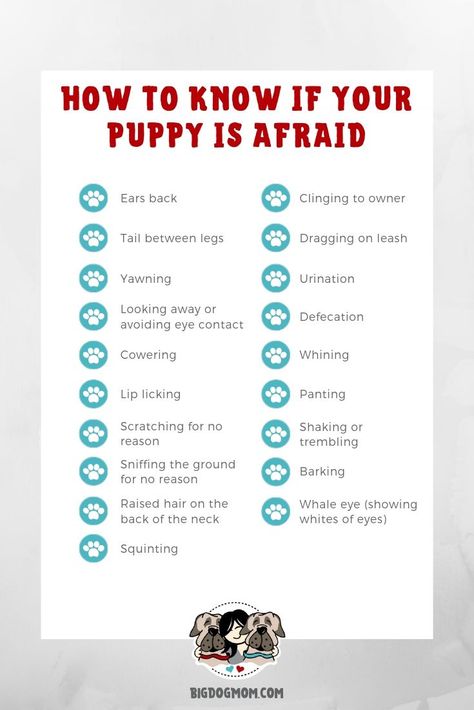 Puppy socialization is more than 6 week puppy class and trips to the vet. Avoid the 5 most common mistakes and follow these tips to raise a bomb proof dog. Puppy Training / Puppy Socialization Tips / Puppy Socialization Checklist / Puppy Socialization Ideas / Puppy Socialization Dog Training / How to Socialize Your Dog / How to Socialize A Puppy / Fear Free Veterinary / Fear Free / Raising a Puppy #BigDogMom #PuppySocialization #Puppy #PuppyTraining #BigDogs #FearFree bigdogmom.com Fear Free Veterinary, Heeler Puppy, New Puppy Checklist, Puppy Checklist, Puppy Socialization, Training Puppy, Dog Body Language, Puppies Tips, Free Puppies