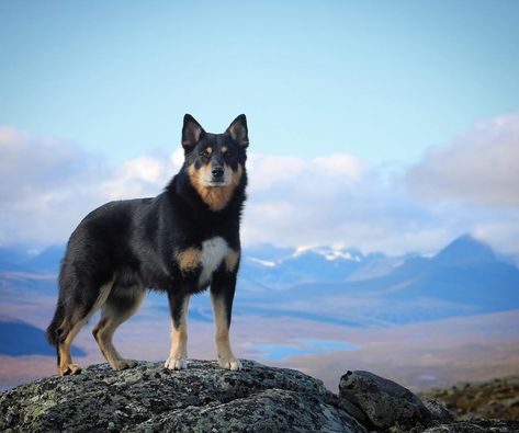 Kelpie Puppy, Lapponian Herder, Dog Types, Dream Farm, Types Of Dogs, Dog Boarding, Black And Tan, Dog Breeds, The Globe