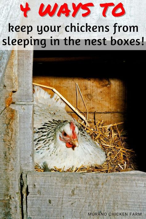 Hen sleeping in nest boxes Hen Brooder Box Ideas, Broody Chicken Set Up, Chicken Brooder In Coop, Brooder Inside Chicken Coop, Broody Chicken, Barnyard Chickens, Chicken Coupe, Chicken Math, Camper Furniture