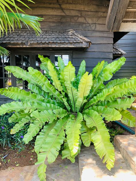 Bird Nest Fern at Chokchai Steakhouse Birds Nest Plant, Prehistoric Plants, Birds Nest Fern, Bird's Nest Fern, Japanese Bird, Tropical Garden Design, Backyard Plan, Crow's Nest, Design Themes