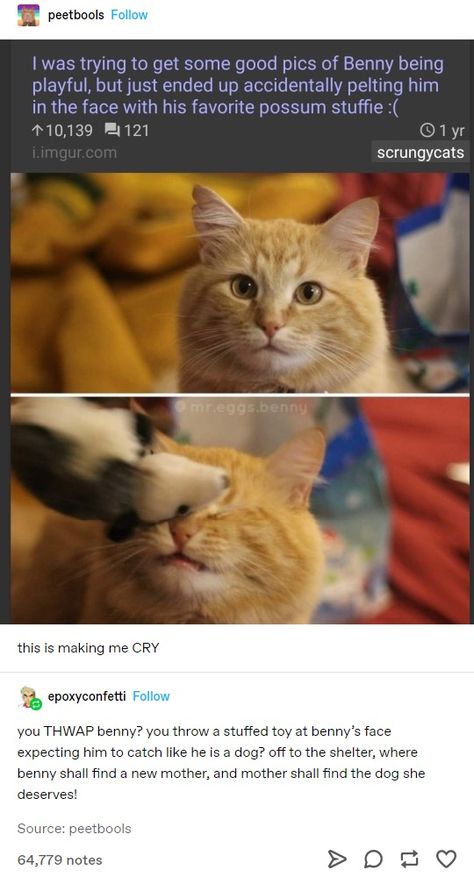 Miette Cat, Cat Tumblr, Cat Hacks, Funny Tumblr Posts, Cat Owner, Silly Animals, Izu, Silly Cats, Cute Little Animals