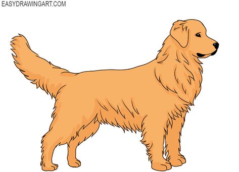 how to draw a golden retriever for beginners How To Draw A Golden Retriever, Draw A Golden Retriever, Golden Retriever Sketch, Golden Retriever Outline, Golden Retriever Boyfriend, Friend Painting Ideas, Dog Drawing Reference, Retriever Drawing, Golden Retriever Drawing