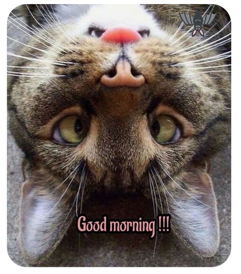 Good Morning Cats Funny, Good Morning Animals, Good Morning Cat, Quotes Good Morning, Good Morning Greeting Cards, Morning Cat, Good Morning Funny Pictures, Cute Good Morning Images, Funny Good Morning Quotes