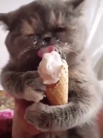 Cat With Ice Cream, Cat Eating Ice Cream, Mel Core, Goofy Animals, Kitty Treats, Cat Ice Cream, Cat Eating, Cream Cat, Eating Ice Cream