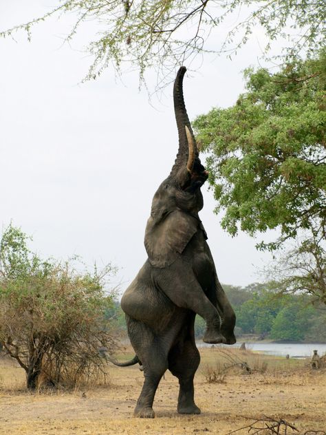 'Liwonde National Park is a true gem, one that ranks highly on any "to do" list for Malawi.' Malawi: the Bradt Guide www.bradtguides.com Malawi Aesthetic, Backpacking Africa, Safari Aesthetic, Malawi Africa, Volunteer Projects, Landlocked Country, Save The Elephants, Animal Groups, Frame Gallery