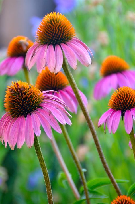 Flower Cones, Botanical Sketchbook, Cone Flowers, Meadow Garden, Language Of Flowers, Garden Landscape Design, Flower Art Painting, Marquetry, Flower Images