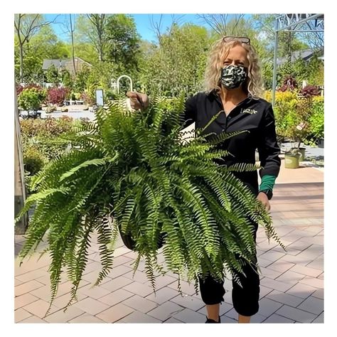 Faux Ferns For Front Porch, Artificial Ferns On Front Porch, Hanging Plants Front Door, Faux Ferns On Porch, Faux Planters Front Porches, Faux Fall Outdoor Planter, Fake Ferns On Front Porch, Fake Outdoor Plants Landscaping, Faux Flowers Outdoors