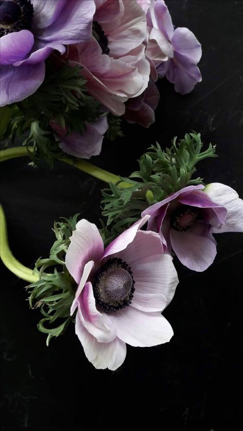 Anemone Flower Photography, Beaverbrook Townhouse, Anemone Aesthetic, White Anemones, Flower Reference, Botanical Collage, Botanical Floral Art, Flowery Wallpaper, Midnight Garden