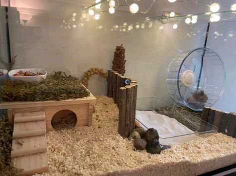 Glass Hamster Cage, Diy Bin Cage For Hamster, Gerbil Enclosure Ideas, Cheap Hamster Cage Ideas, Small Hamster Cage Ideas, 20 Gallon Hamster Tank Ideas, Hamster House Ideas Diy, 40 Gallon Hamster Tank Ideas, Hamster Set Up Ideas