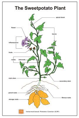 How Sweetpotato Grows - International Potato Center Nightshade Tattoo, Countryside Food, Potato Plant, Sweet Potato Plant, Grow Potatoes, Planting Potatoes, Growing Vines, Growing Potatoes, Plant Images