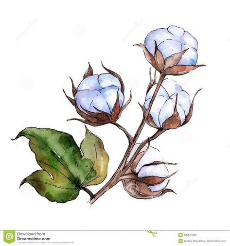 Wildflower Cotton Flower In A Watercolor Style Isolated. Stock Illustration - Illustration of green, floral: 100547830 Water Color Pencils, Cotton Painting, Cotton Plant, Cotton Flower, Flower Watercolor, Plant Drawing, Watercolor Paintings Tutorials, Flower Art Painting, Flower Illustration