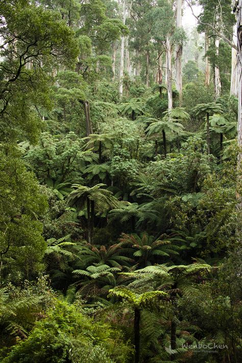 Australian Jungle, Australia Forest, Australia Zoo Aesthetic, Australian Forest, Rainforest Foliage, Australian Rainforest, Travel Magazine Design, Tasmanian Rainforest, Subtropical Forest