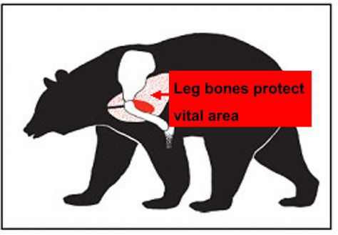 Bear Hunting Tips and Techniques | Vermont Fish & Wildlife Department Black Bear Hunting, Muscular Shoulders, Bear Skull, Shoulder Bones, Leg Bones, Bear Hunting, Hunting Tips, Animal Games, Black Bear