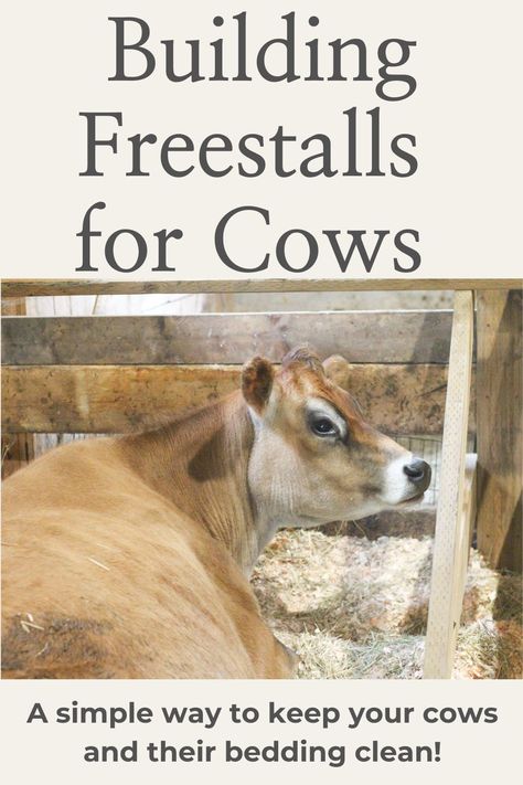 Cow Shelter Ideas, Cow Stall Ideas, Cow Stall, Cow Farm Ideas, Cow Care Tips, Cows Homestead, Cow Barn Ideas, Raising Mini Highland Cows, Cow Barn