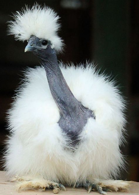 What is a Showgirl Silkie? - Cluckin Silkie Hen, Chickens For Sale, Eggs For Sale, Rhode Island Red, Silkie Chickens, Egg Production, Hatching Eggs, Chicken Breeds, Rare Breed