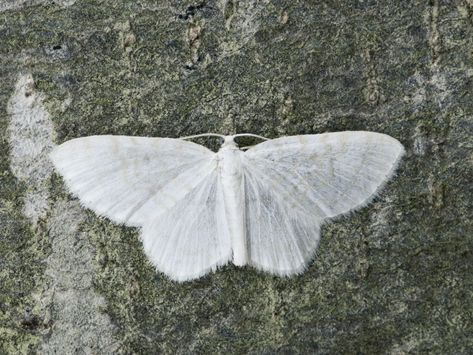 White Moth Aesthetic, Aesthetic Moth, Moth Aesthetic, White Moth, Butterfly Pictures, Creepy Crawlies, Angel Doll, Insect Art, Vedic Astrology