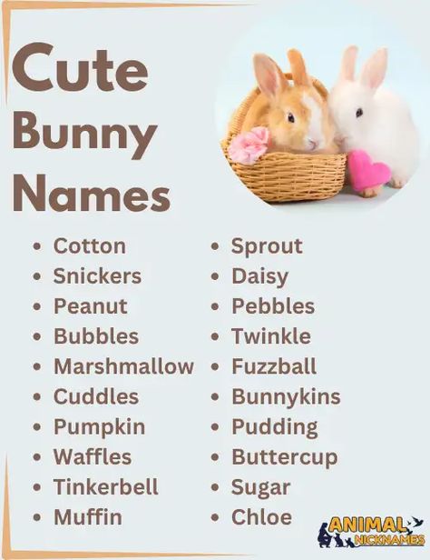 Cute Bunny Names Rabbit Names Ideas, Bunny Names Ideas, Animal Nicknames, Rabbit Names, Dream Pet, Bunny Names, Cute Nicknames, Funny Ideas, Names Unique