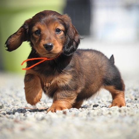 Miniature Dachshunds, Dachshund, Miniatures