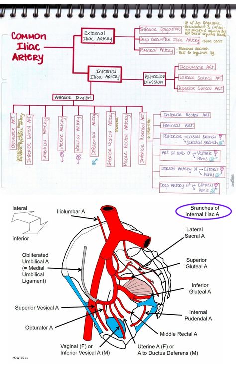 Internal Iliac Artery Branches, Internal Iliac Artery, Iliac Artery, Arteries Anatomy, Abdominal Aorta, Blood Sugar Chart, Blood Sugar Solution, Medical Notes, Summer Health