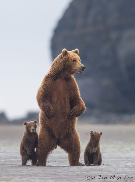 Beruang Grizzly, Regnul Animal, Brown Bears, Tin Man, Grizzly Bear, Animal Planet, Animal Photo, Nature Animals, Brown Bear