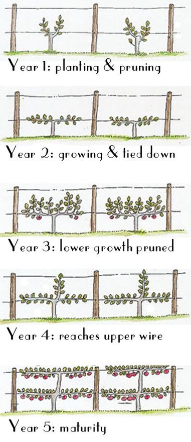 prune grapes #wine #winery #wineeducation Pruning Trees, Espalier Fruit Trees, Growing Trees, Garden Vines, Growing Grapes, Veg Garden, Growing Fruit, Have Inspiration, Food Garden