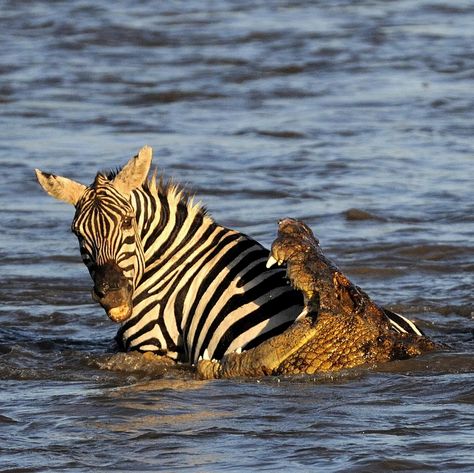 23rd of August 2015. A Zebra desperately tries to escape the powerful jaws of a Crocodile in Maasai Mara Kenya. A ruthless group of crocodiles viciously attack - and eat alive. - Migrating Zebra and Wildebeest in Kenya's Maasai Mara National Reserve. These dramatic pictures were captured by wildlife photographer Paolo Torchio 54 at the croc-infested Mara River. The graphic images show the large reptiles eating the vulnerable prey alive as they attempt to cross the dangerous stretch of river. Crocodile Eating, African Hunting Dog, Maasai Mara Kenya, Nile Crocodile, Maasai Mara, Cross River, Crocodiles, Wildlife Animals, Hunting Dogs