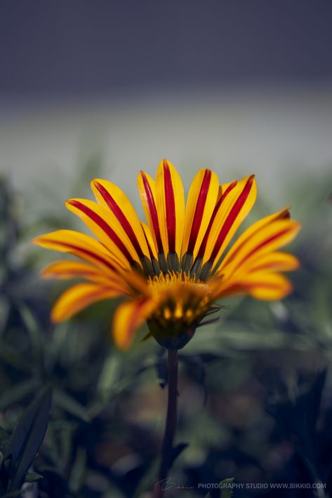 #flowers #natureshooters #bikkio #gazania Dandelion, Yellow, Plants, Flowers, Nature