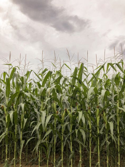 Aesthetic wallpaper or photo of a corn field. Nature. Corn Field Illustration, Corn Field Aesthetic, Harvest Photoshoot, Corn Field Drawing, Cornfield Aesthetic, World History Projects, Debut Era, Vegetable Drawing, Background Elements