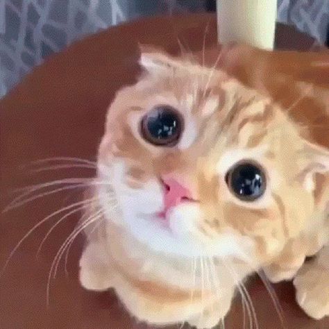 Cat Gif, Fanfiction, Gif, Orange