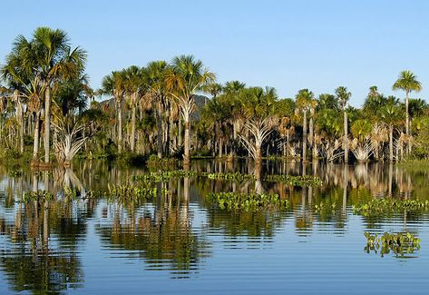 Pantanal | Brazil | Leon Bojarczuk | Flickr Brazil Nature, Brazil, Travel Destinations, Forest, Around The Worlds, Lake, Water, Travel