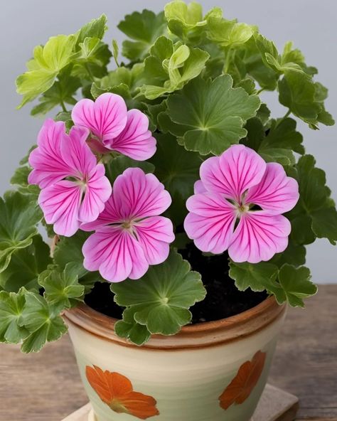 Geranium Plant 🩷 Geranium Plant, Pink Geranium, Geranium Flower, Fruit Flowers, Vegetable Garden Design, Flowers Plants, July 31, Geraniums, Crochet Ideas