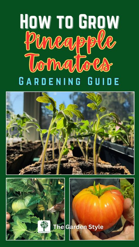 This pin shows three pictures of different growth stages of a pineapple tomato plant until harvest. The pin title is "how to grow pineapple tomatoes: gardening guide". Visit www.TheGardenStyle.com Grow Pineapple, Pineapple Tomato, Growing Pineapple, Bountiful Harvest, Ins And Outs, Tomato Plants, How To Grow, Planting, Tomatoes