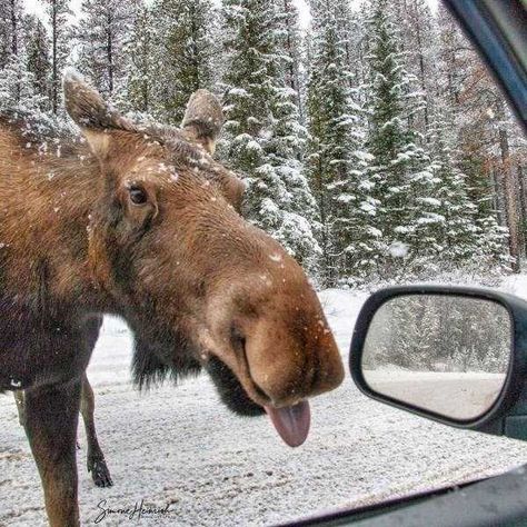 Moose Pics, Funny Sites, Funny Christmas Sweaters, Wild Creatures, Favorite Animals, Animal Photos, Wild Things, Cute Animal Photos, Funny Animal Pictures