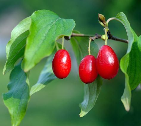 The red berries on the Cornelian Cherry Dogwood make great syrups and preserves! Cherry Nutrition Facts, Dogwood Berries, Cornelian Cherry, Health Benefits Of Cherries, Cornus Mas, Cherry Plant, Blackberry Bush, Cranberry Jelly, Small Yellow Flowers