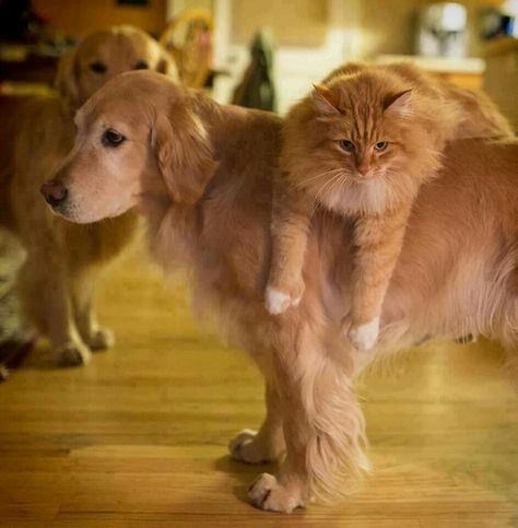 orange cat with retriever. Two Dogs, Orange Cat, A Cat, Golden Retriever, Orange, Dogs