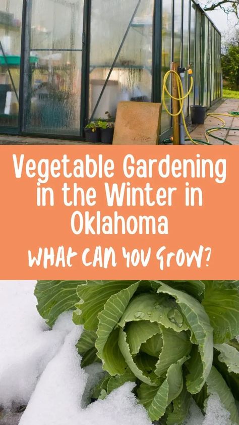 Vegetable Gardening in the Winter in Oklahoma Oklahoma Gardening, Garden Soil Preparation, Winter Veggies, Vegetable Garden Planner, Winter Vegetables Gardening, Easy Vegetables To Grow, Winter Crops, Winter Vegetables, Tomato Garden